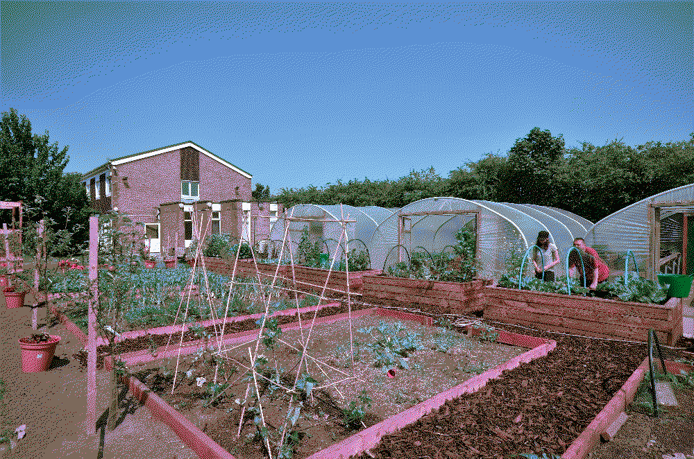 greenhouses and garden beds in the summer time